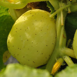 crystal apple cucumber