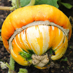 Turks Turban Squash