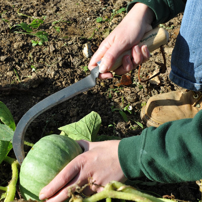 Vegetable Harvesting Knife Burgon Ball