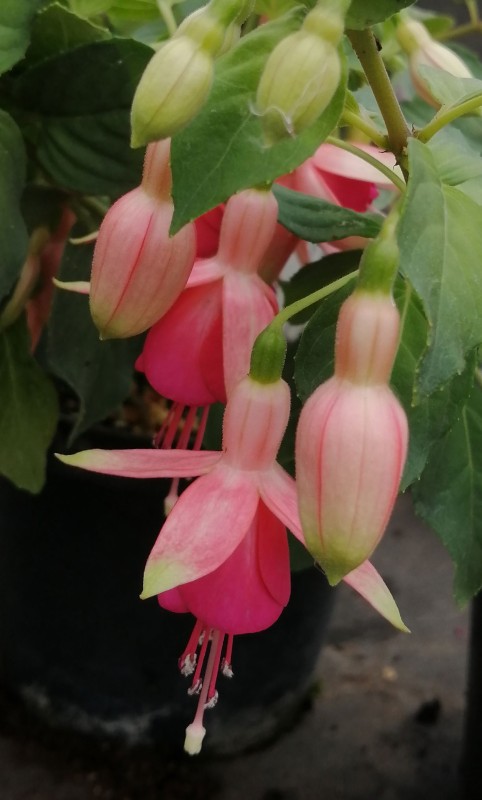 Fuchsia-Barbara-1He.jpg