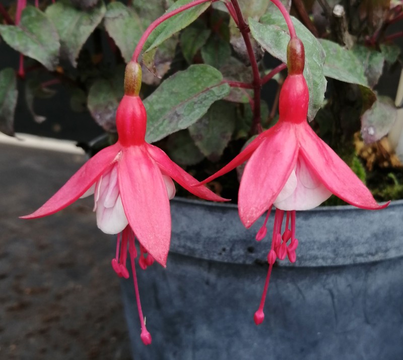 Fuchsia-Barbara-3He.jpg