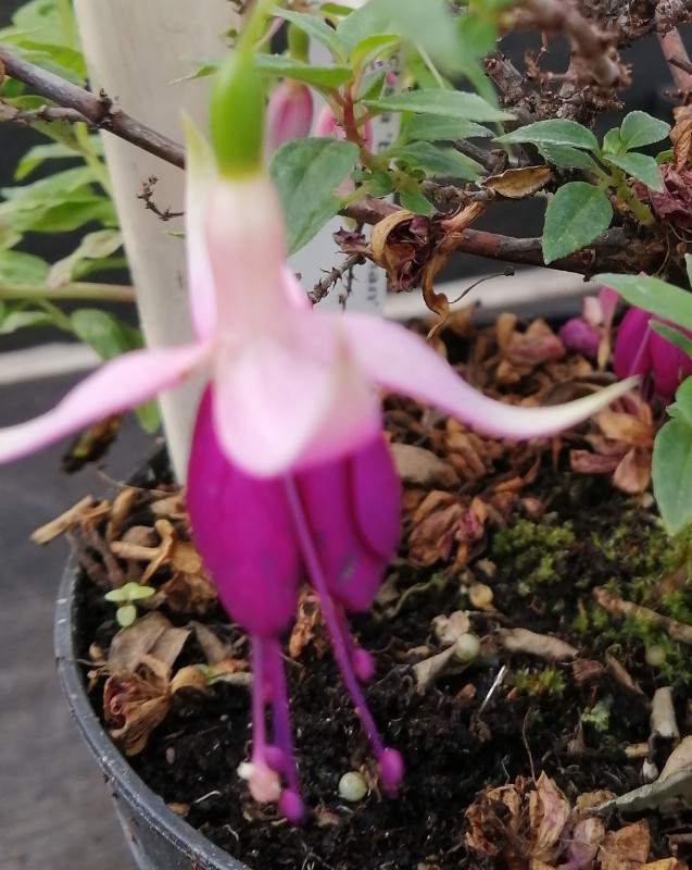 Fuchsia-BenJamin-1He.jpg