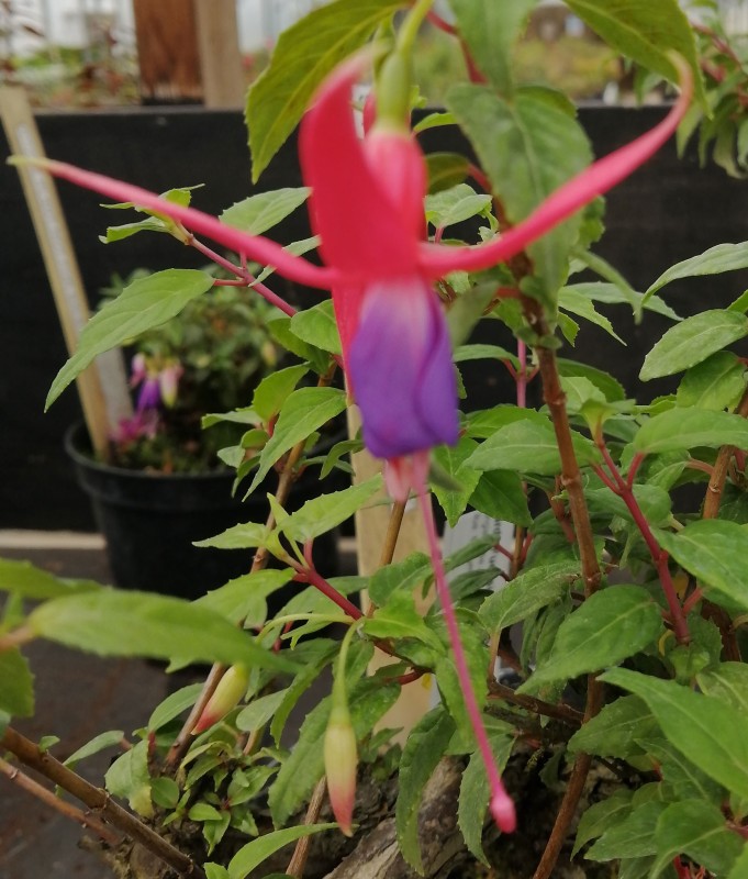 Fuchsia-Blue-bush-1He.jpg