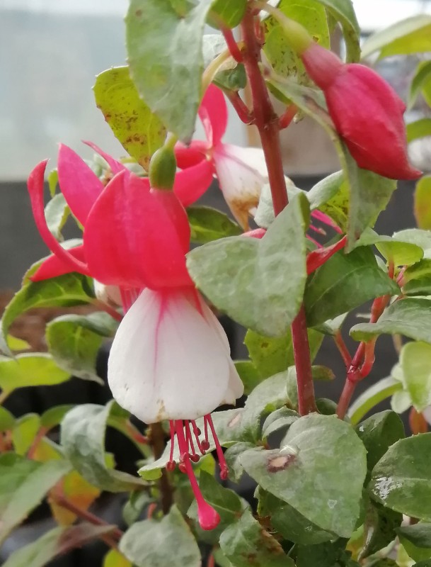 Fuchsia-Cardinal-Farge-1He.jpg