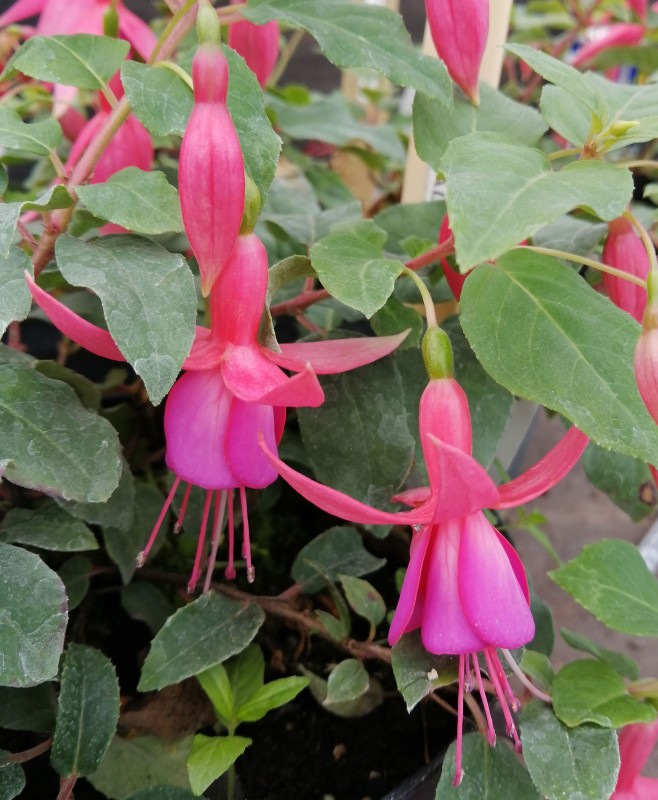 Fuchsia-Clifton-Charm-1He.jpg