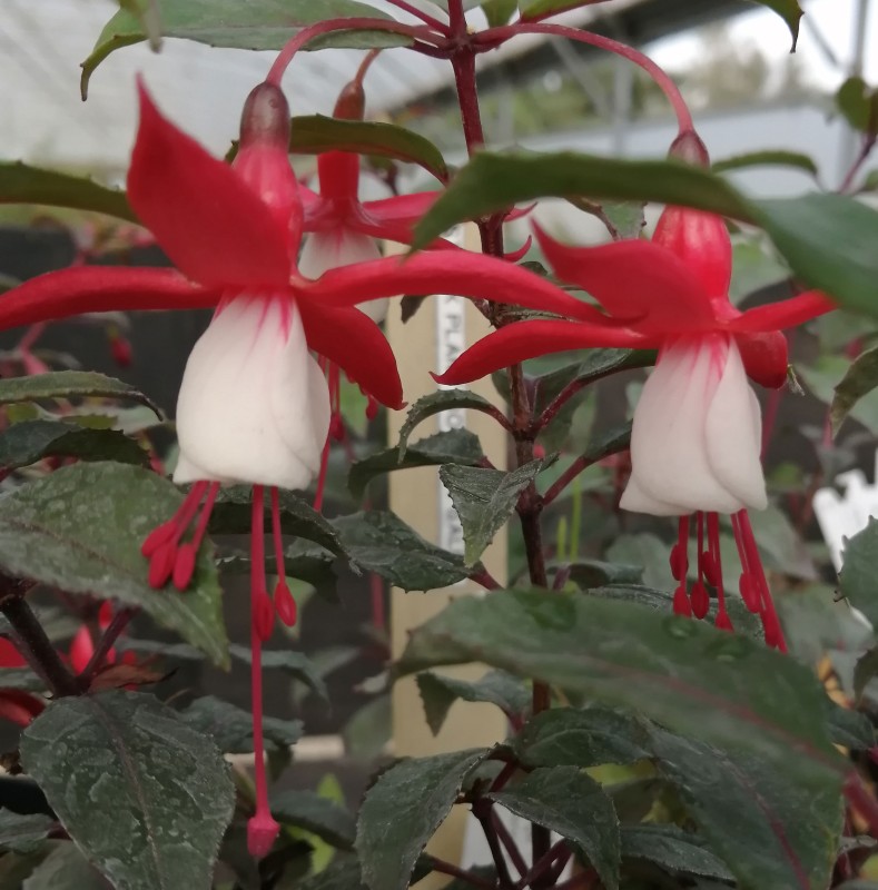 Fuchsia-Conspicua-1He.jpg