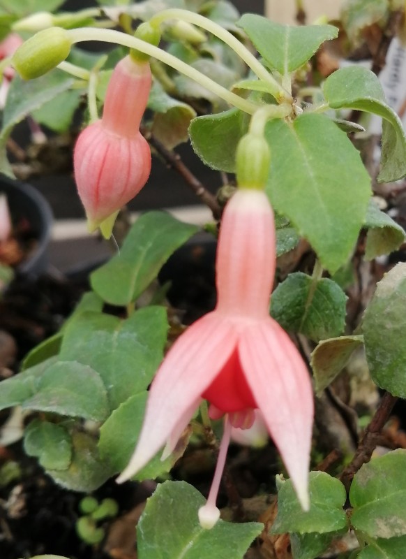 Fuchsia-Constance-Comber-1He.jpg