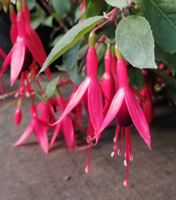 Fuchsia-Corallina-1He.jpg