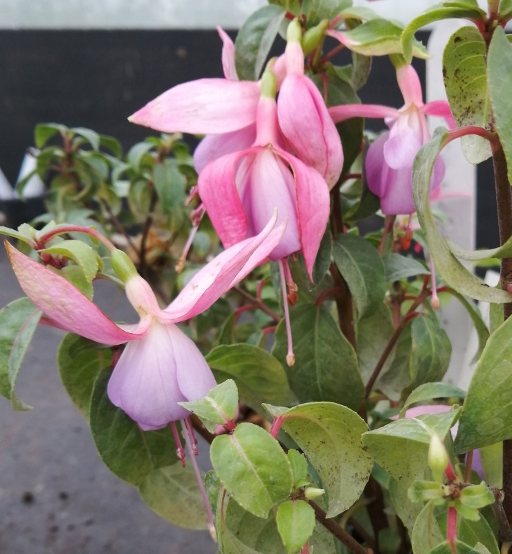 Fuchsia-Dipton-Danty-1HHHe.jpg