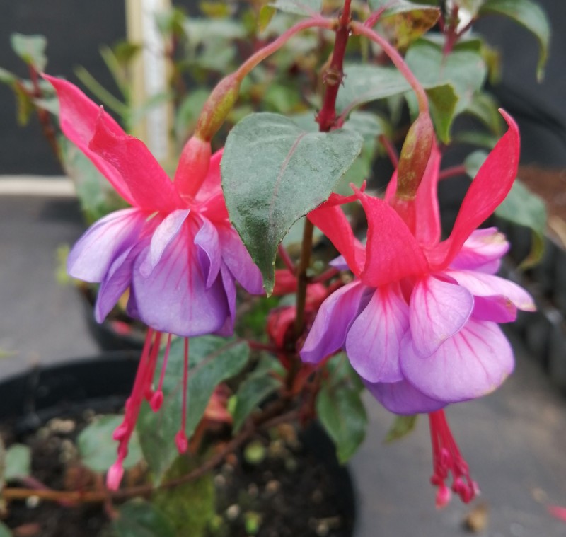 Fuchsia-Dopy-1He.jpg