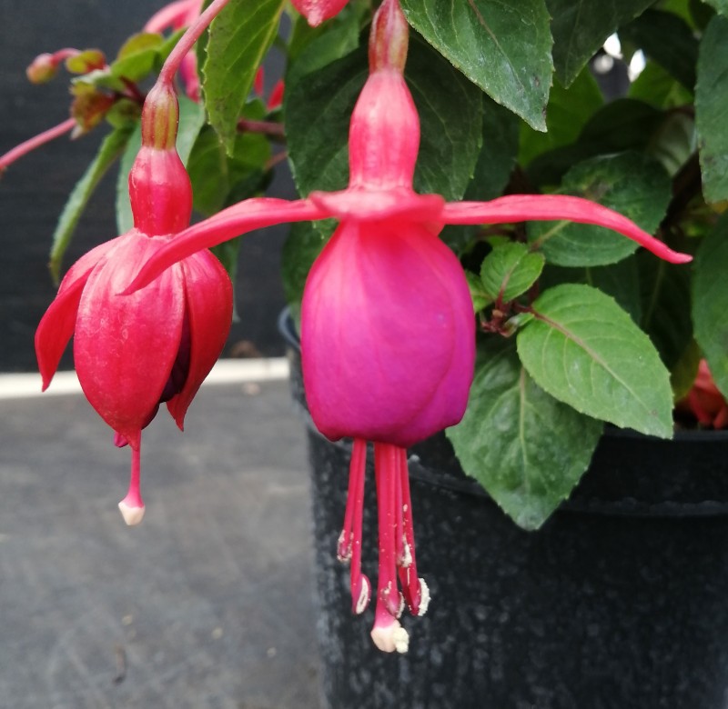 Fuchsia-El-Cid-1He.jpg