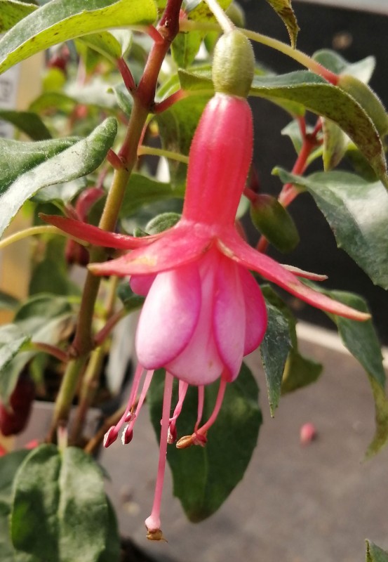 Fuchsia-Elfin-Glade-1He.jpg