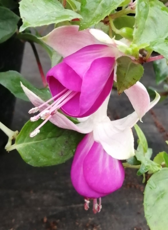 Fuchsia-Elsa-1He.jpg