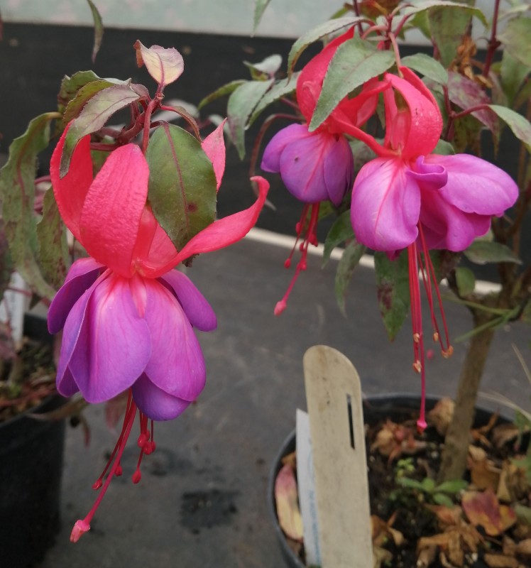 Fuchsia-Freds-First-1He.jpg