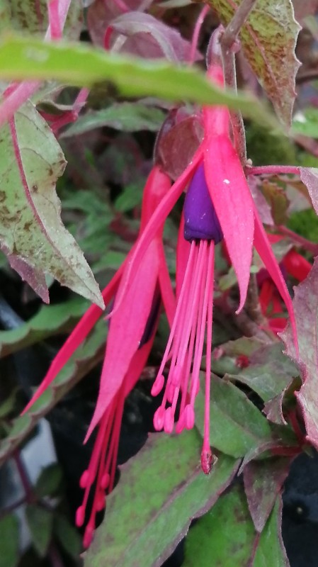 Fuchsia-Magellanica-1He.jpg