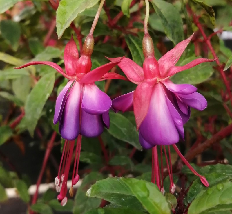 Fuchsia-Margaret-1He.jpg