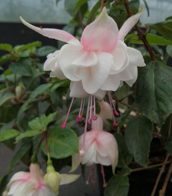 Fuchsia-Margaret-Dawson-1He.jpg