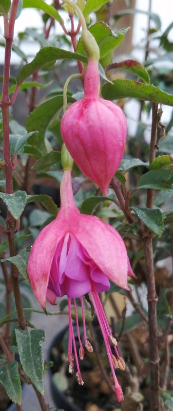 Fuchsia-Mauve-Wisp-1He.jpg