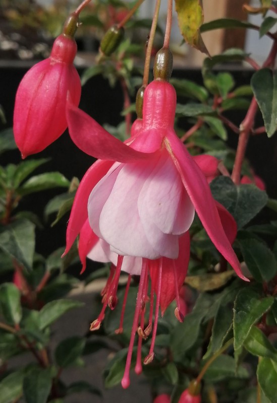 Fuchsia-Nicola-Jane-1He.jpg