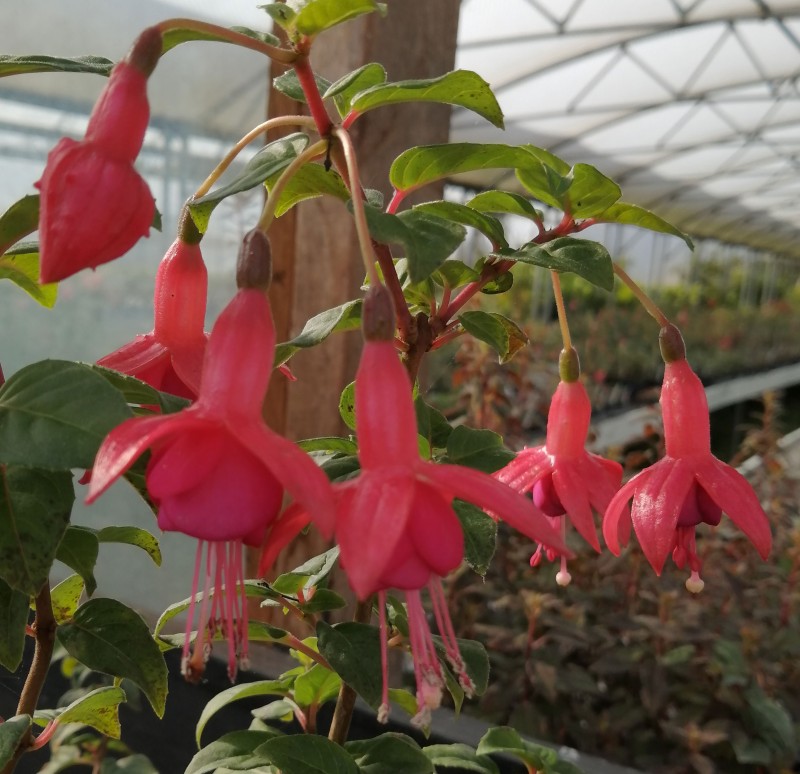 Fuchsia-Phyliss-1He.jpg