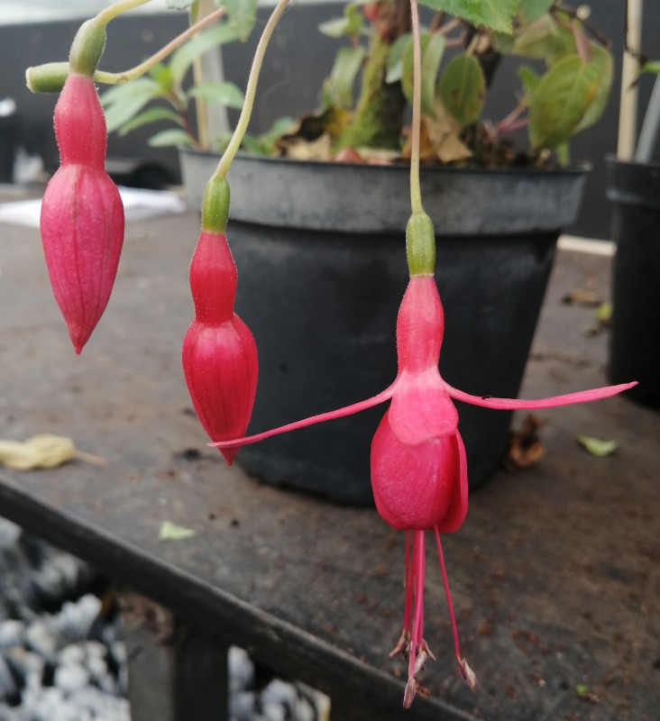 Fuchsia-rufus-1He.jpg