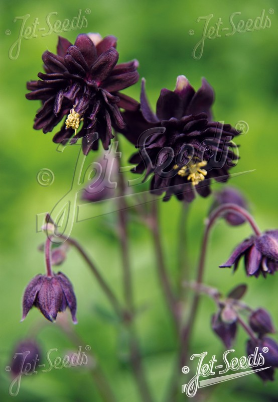 J-Columbine-Black-Barlow.jpg