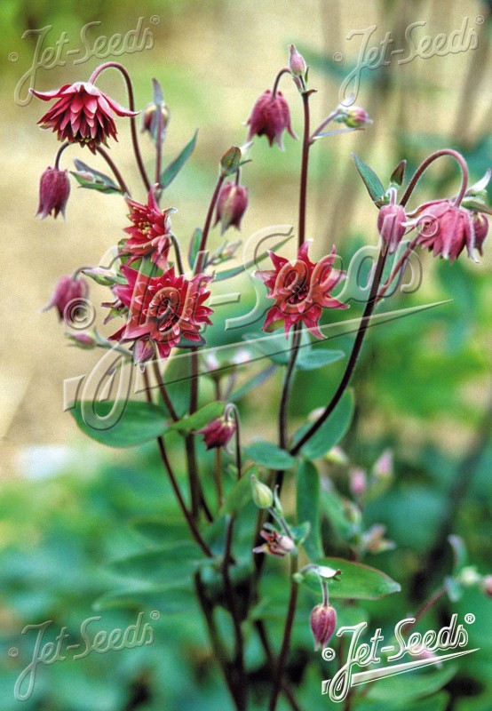 j-aquilegia-bordeaux-barlow.jpg