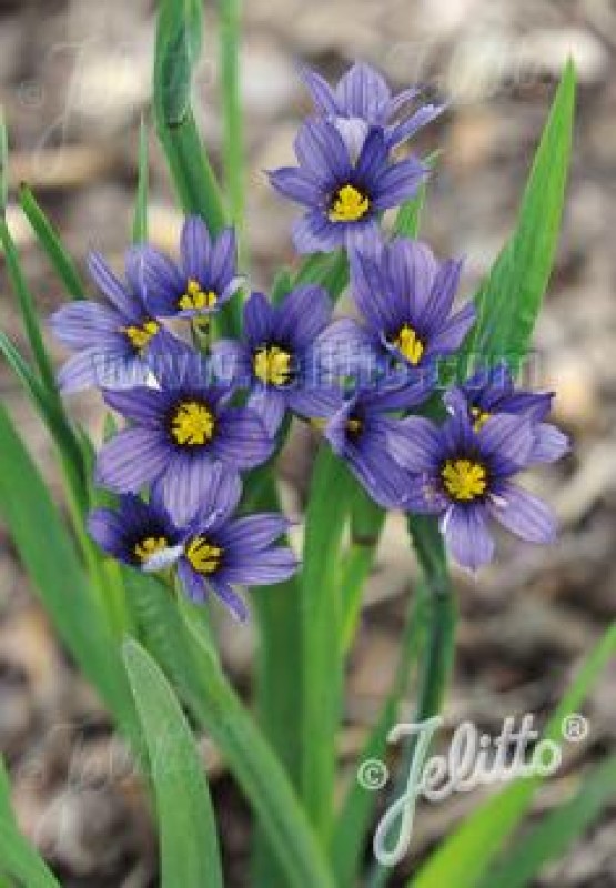 j-sisyrinchium-idahoense-var-macounii-moody-blues.jpg