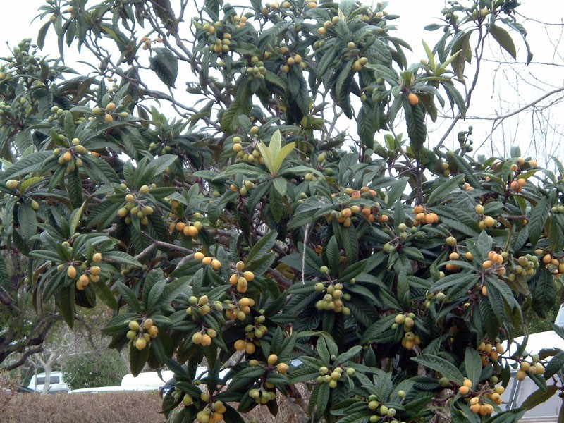 loquat-003.jpg