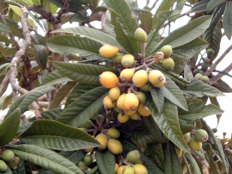 loquat-004.jpg