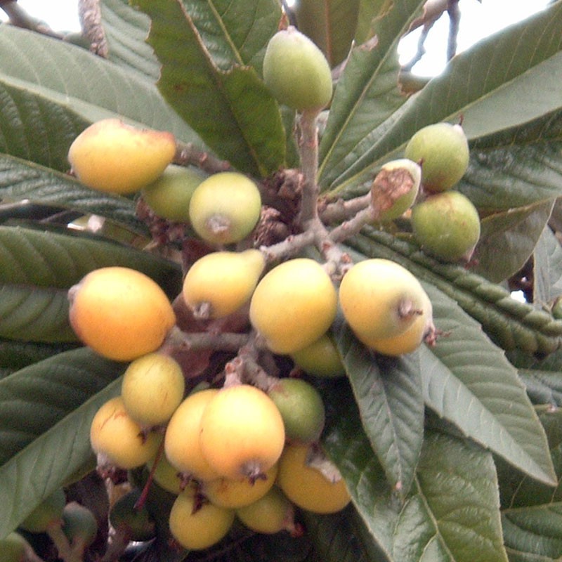 sq-loquat-004.jpg