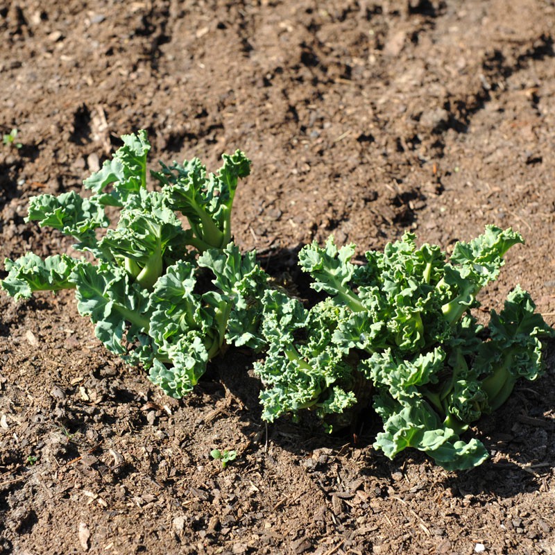 A few seakale plants growing in brown ground. The leaves are upward growing and tight curly.