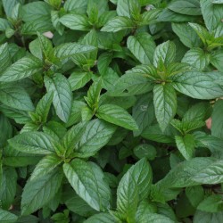 Black Peppermint Plant Mentha X Piperita