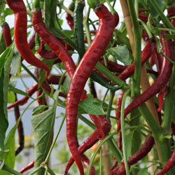 code 8 super voucher Cayenne Plant Long Joe's Chilli