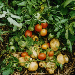 Tomtatoes Tomatoes And Potatoes From The Same Plant