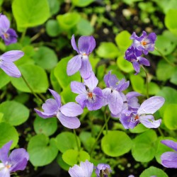 very code voucher Violet (Viola odorata) Sweet