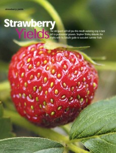 Strawberry Yields
