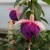 Fuchsia-Collette-Kelly-1He.jpg