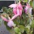 Fuchsia-Dipton-Danty-1HHHe.jpg