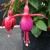 Fuchsia-El-Cid-1He.jpg