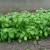 basil-sweet-genovese-001.jpg basil-sweet-genovese-001.jpg
