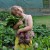 harvesting-beetroot-003.jpg harvesting-beetroot-003.jpg