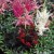 j-astilbe-arendsii-hybr-bunter-zauber.jpg