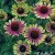 j-echinacea-purpurea-green-g-twister.jpg j-echinacea-purpurea-green-g-twister.jpg