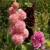 Different coloured Hollyhocks flowering in our garden