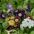 sq-auriculas-002.jpg