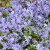 sq-campanula-garganica-001.jpg