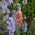 sq-delphinium-giant-imperial-strain-002.jpg