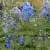 sq-delphinium.jpg