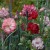 sq-dianthus-caryophyllus-carnation-002.jpg